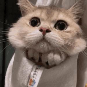 jZZijZZij亚洲日本少妇
